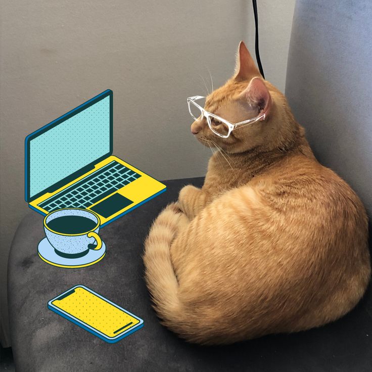 cat marketing